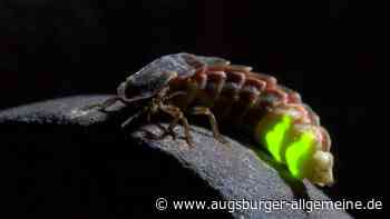 Kolumne: Warum glüht das Glühwürmchen?