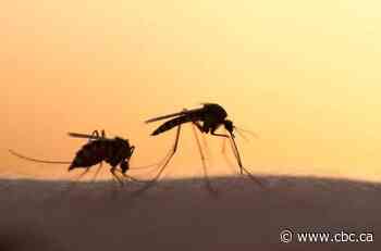 What's the buzz on mosquitoes?