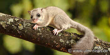 Hat der Siebenschläfertag eine Bedeutung fürs Wetter?