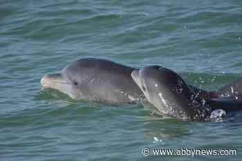 Dolphin moms use baby talk to call to their young, recordings show