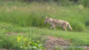 'I heard screaming': Teen helps save child from coyote attack in Winnipeg