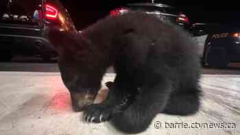 Officers rescue injured bear cub found abandoned on shoulder of Tiny Township road