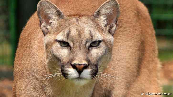 Cougar sighting in Lethbridge cemetery causes concern