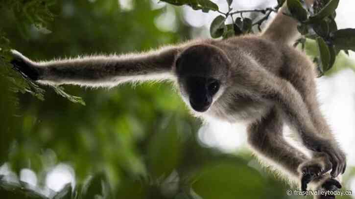 A scientist’s 4-decade quest to save the biggest monkey in the Americas