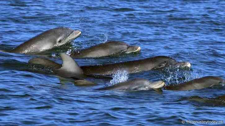 Dolphin moms use baby talk to call to their young, recordings show
