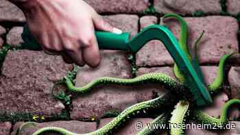 Unkraut aus Fugen entfernen: So geht es ganz einfach