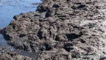 Stinkender Seetang soll ab Mittwoch am Strand von Hohe Düne beseitigt werden