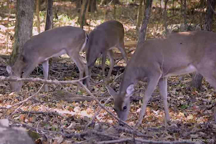 Arlington to consider hunting and sterilizing deer, or fencing parks, to cull herds