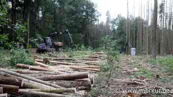 Waldbauern warnen vor Borkenkäfer: Holz rasch aus dem Wald holen!