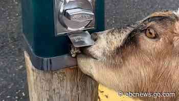 WATCH:  Smart goat finds a way to get its own treats out of dispenser