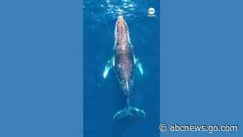 WATCH:  Drone captures pod of whales swimming off Australia