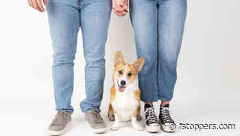 Capturing the Essence: Why Dog Photography With Families Is a Golden Opportunity