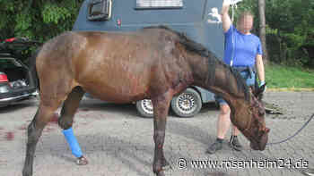 Kopfüber im Hänger: Pferd gerät in Panik - Tierdrama auf Autobahnparkplatz