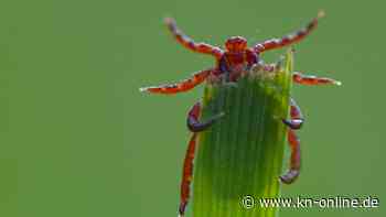 Rennfahrer tot nach Zeckenstich: Gibt es Fleckfieber auch in Deutschland?