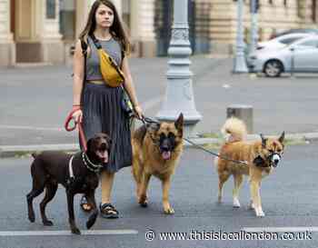 Hackney Council considers limit on number of dogs per walker