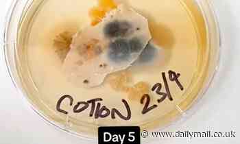 Revolting experiments reveal bacteria and fungus are hiding on your unwashed pillowcase