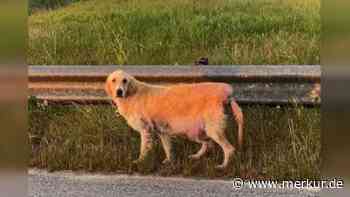 Entwicklung von Straßenhündin berührt tausende Herzen: „Sie ist ein wandelndes Wunder“