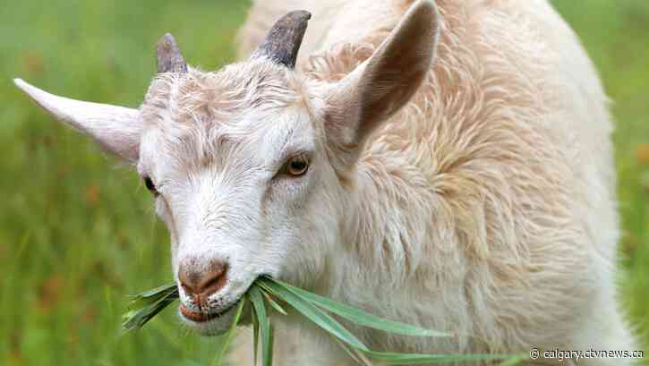 Goats return to Lethbridge parks as part of weed control strategy