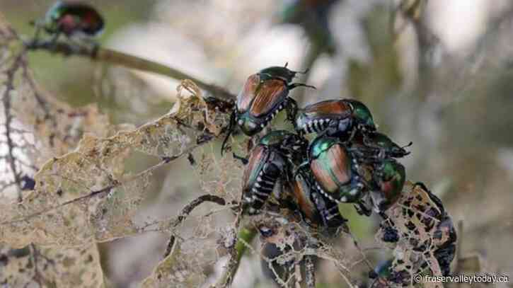 Expanded restrictions in Vancouver to stop spread of damaging Japanese beetle