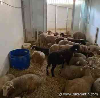 On sait ce que vont devenir les moutons retrouvés dans un abattoir clandestin à Nice