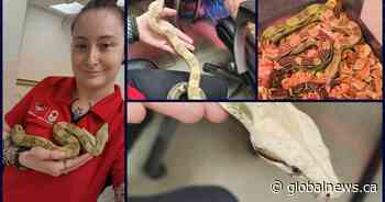 Boa constrictor found in shrub at Calgary Canadian Tire garden centre