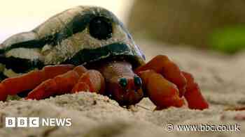 Spy in the Ocean: Underwater secrets revealed with new cameras