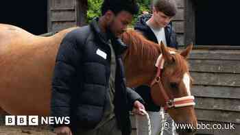 The Bristol charity using horses to 'break cycle of offending'