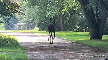 Moose takes a stroll through Brandon before being herded out by officials