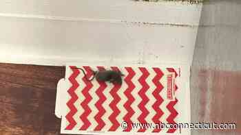 New Haven residents form second union in the city to fight deplorable living conditions