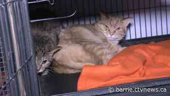 Cat shelter seeks new facility after fire to preserve no kill policy
