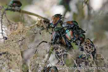 Expanded restrictions in Vancouver to stop spread of damaging Japanese beetle