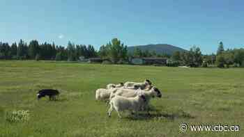 This Kootenay canine is in the running to be the world's best sheepdog