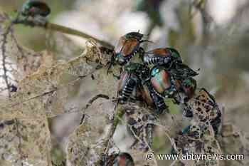 Expanded restrictions in Vancouver to stop spread of damaging Japanese beetle