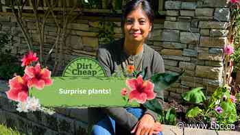 Dirt Cheap: How to welcome the surprise plants in your garden