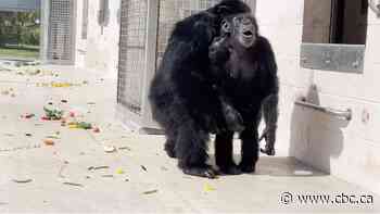 #TheMoment Vanilla the chimpanzee sees the sky for the first time