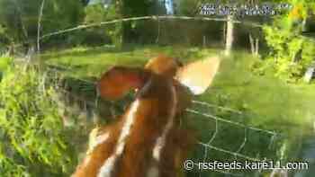 State trooper frees fawn stuck in fence