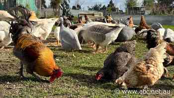 Demand for backyard chooks soars amid climbing egg prices and cost of living crisis