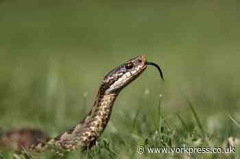 RSPCA warning as they brace for increase in snake escapes