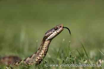 RSPCA warning as they brace for increase in snake escapes