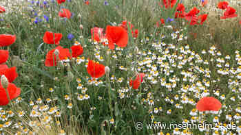 Die zehn schönsten Wildblumen-Sorten für den Garten
