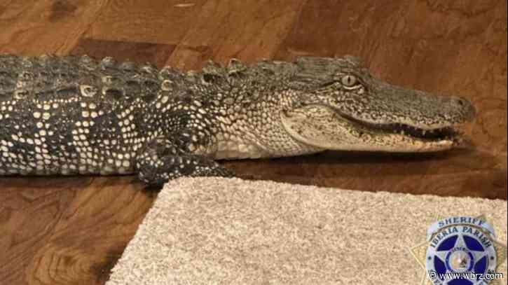 Home invasion of the reptile kind: Deputies help homeowner remove alligator that had entered through dog door