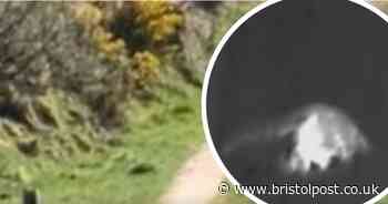 'Big cat' caught on thermal camera in West Country in 'most convincing' footage yet