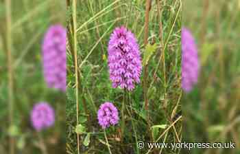 'Let the grass - and wildflowers! - grow on York's verges'
