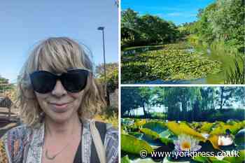 Wild swimming in York at Pool Bridge Farm, Wheldrake