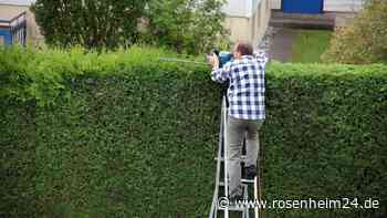 Wie hoch darf der Nachbar seine Hecke wachsen lassen?