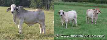 Feed efficiency of Brahman steers: From feed to steak