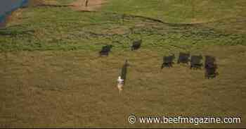 Beef. It’s What’s For Dinner. launches Cattle Calling docuseries