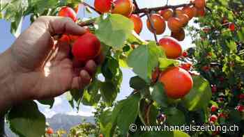 Walliser Obstbauern erwarten kleine, aber gute Aprikosenernte