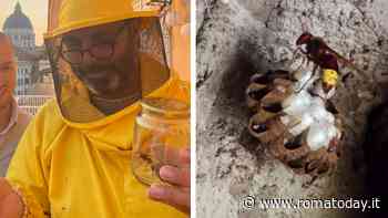 Il ritorno della vespa orientalis a Roma. Trovati due nidi in un appartamento