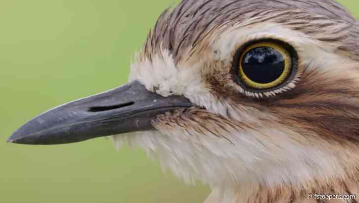 Is This the Best Affordable Bird and Wildlife Photography Setup?